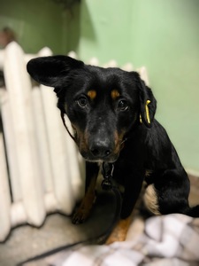 Фунтік шукає родину 🤎