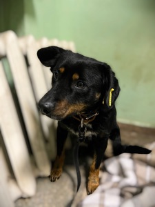 Фунтік шукає родину 🤎