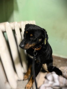 Фунтік шукає родину 🤎