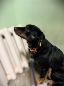 Фунтік шукає родину 🤎