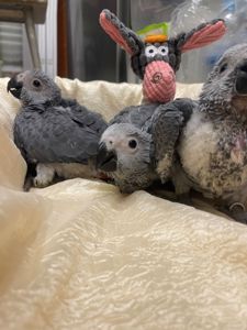 Пташенята сірого африканського жако