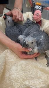 Пташенята сірого африканського жако