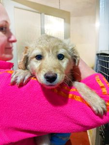 цуценя Ірвін, метис коргі, 4 місяці