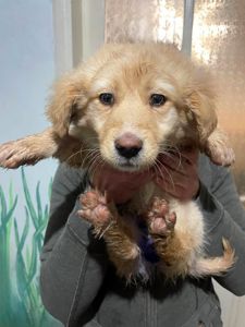 цуценя Іриска, метис коргі, 4 місяці