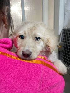 цуценя Іриска, метис коргі, 4 місяці