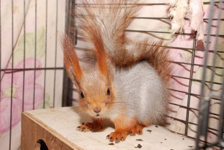 Домашняя белка, рыжая белка