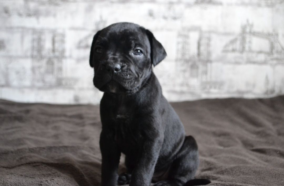 Щенки Кане корсо