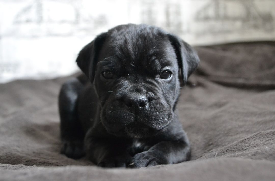 Щенки Кане корсо