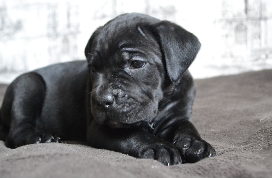 Щенки Кане корсо