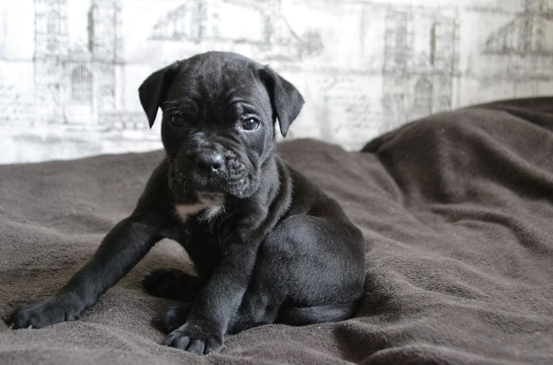 Щенки Кане корсо