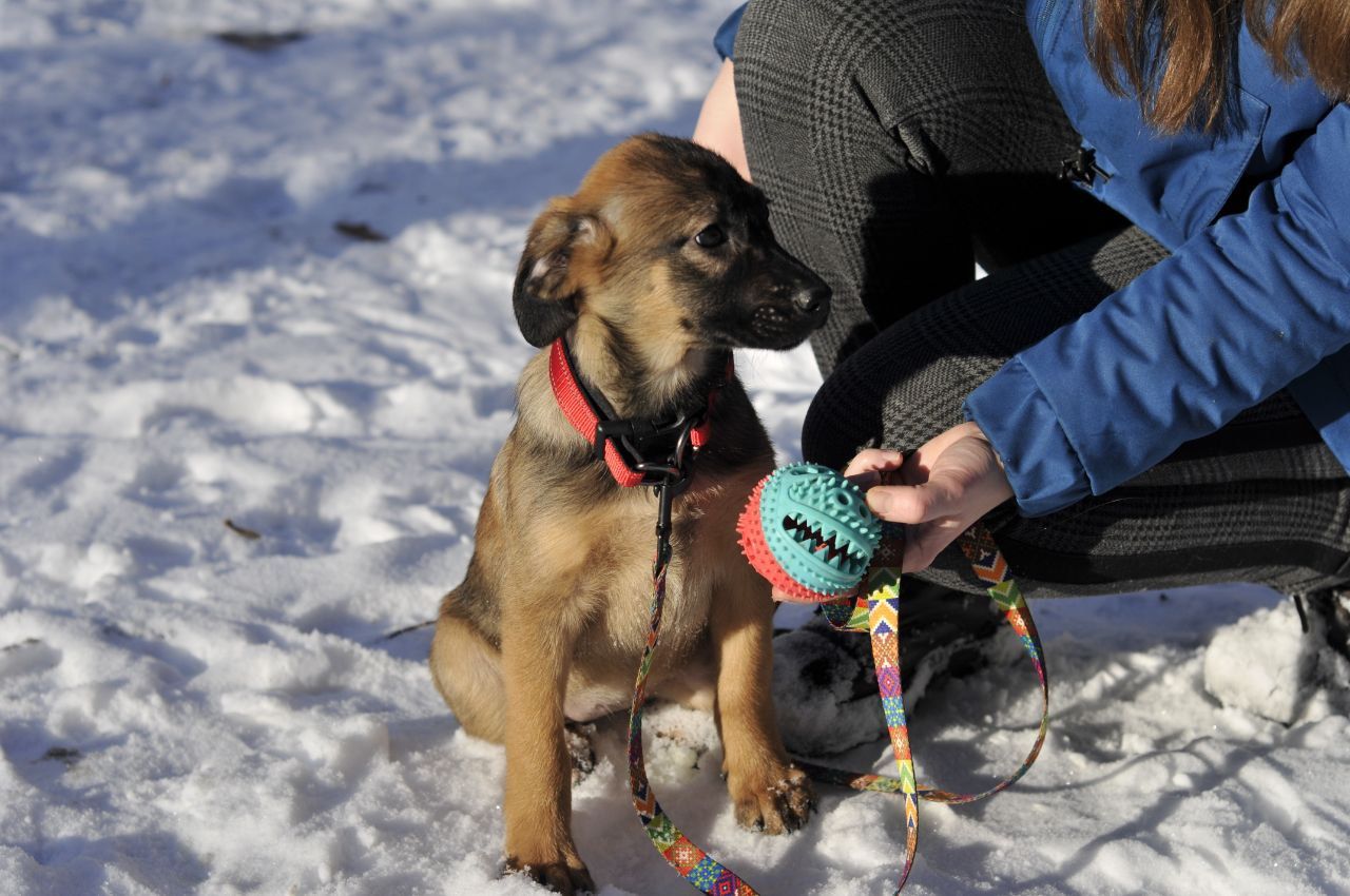 Цуценя Бейлі шукає родину