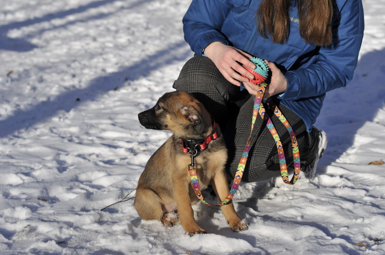 Цуценя Бейлі шукає родину
