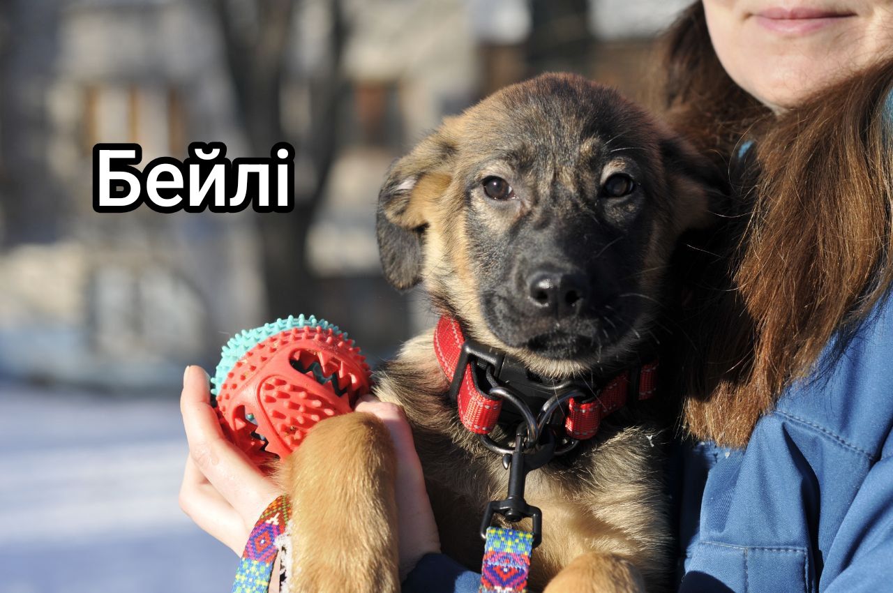 Цуценя Бейлі шукає родину