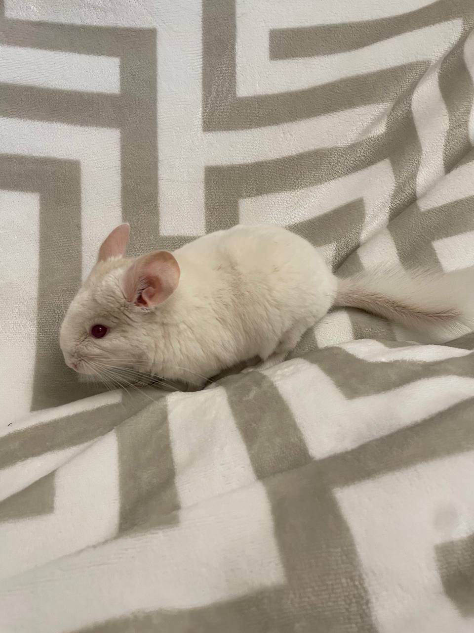 Білий хлопчик красунчик