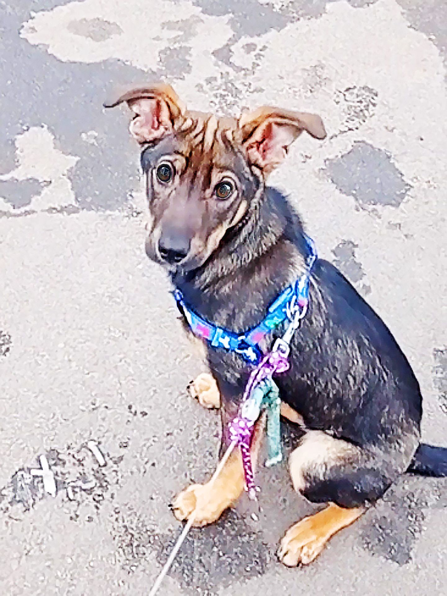 Спокійне цуценя Себастіан