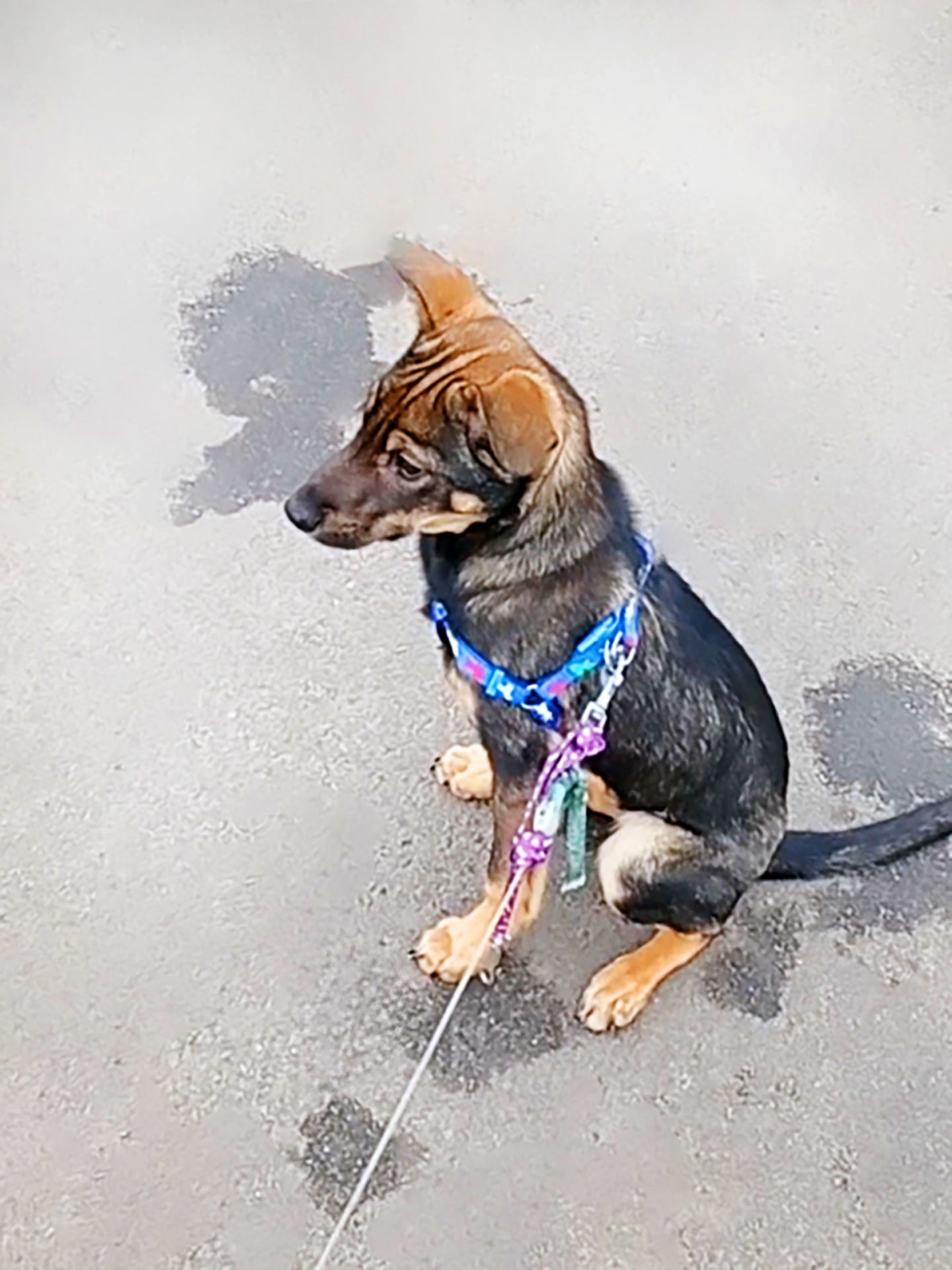 Спокійне цуценя Себастіан