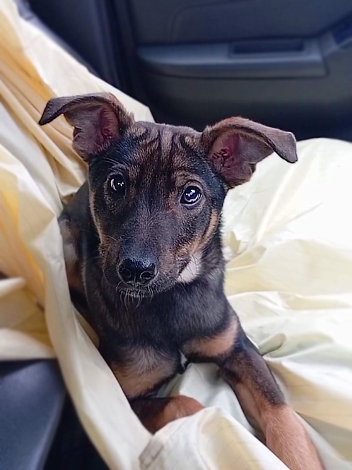 Спокійне цуценя Себастіан