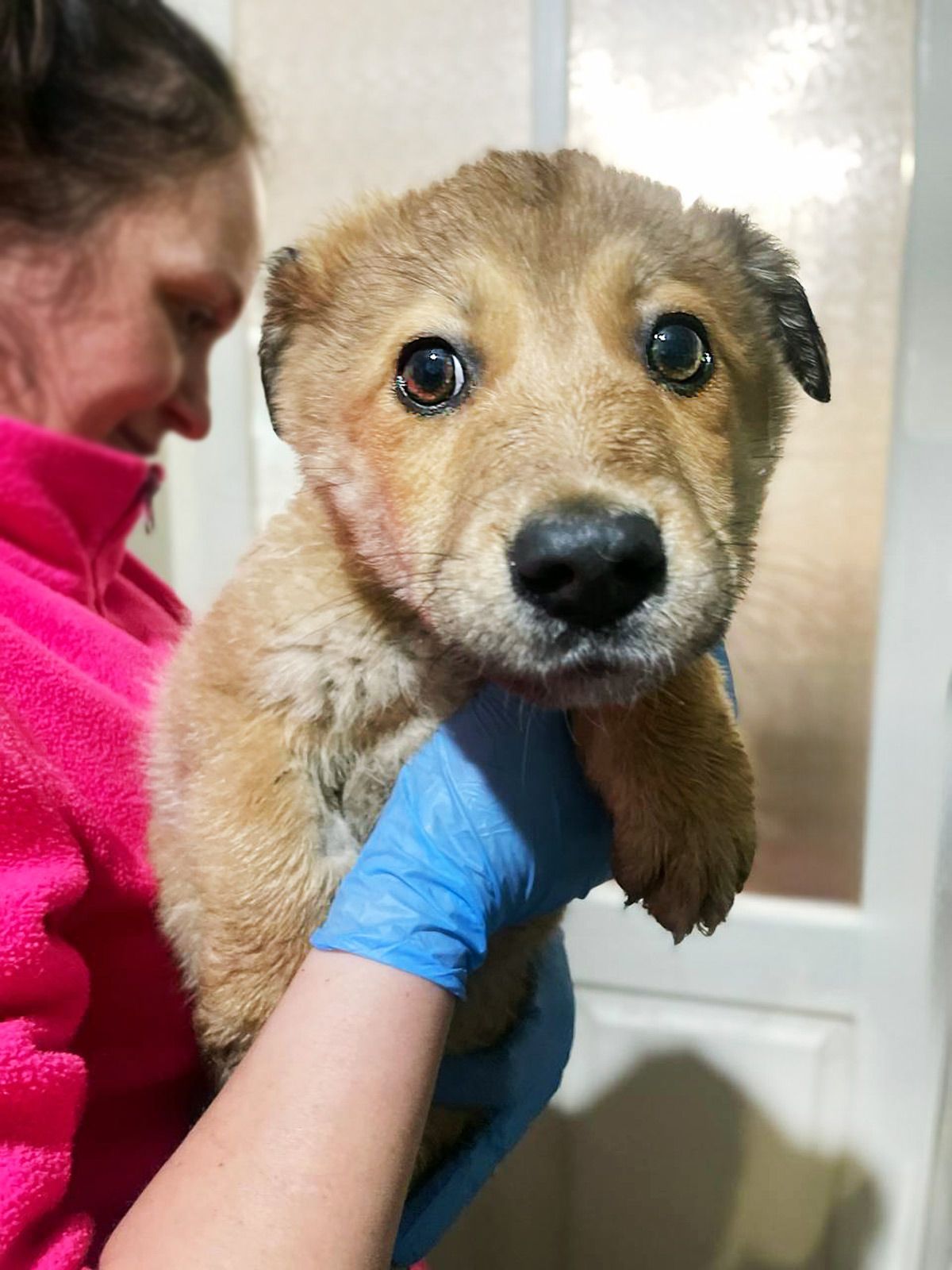 цуценя Інжир, метис коргі, 4 місяці