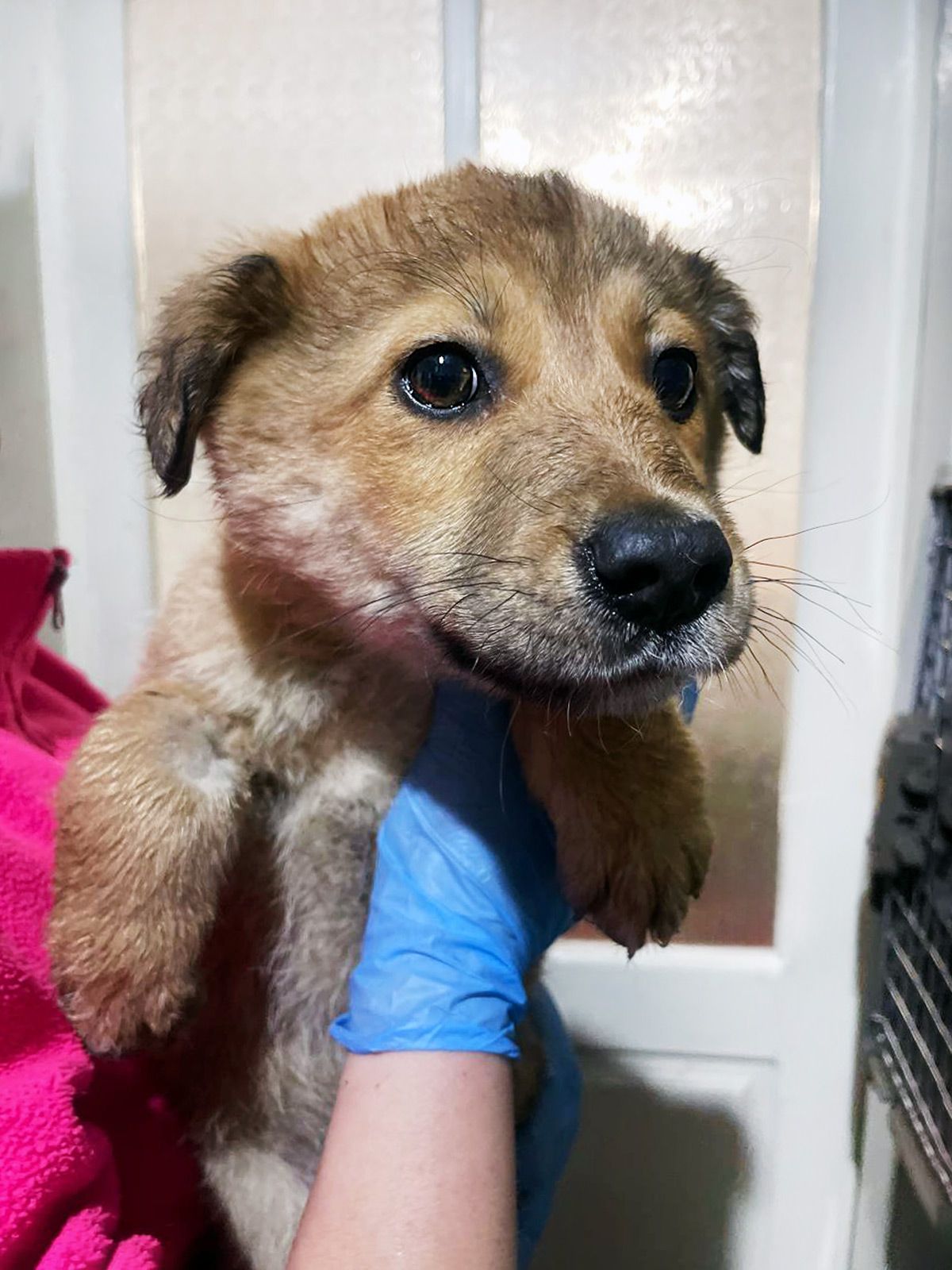 цуценя Інжир, метис коргі, 4 місяці