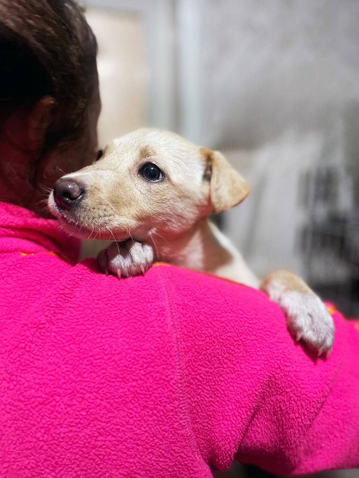 цуценя Іванка, 4 місяці, буде маленька