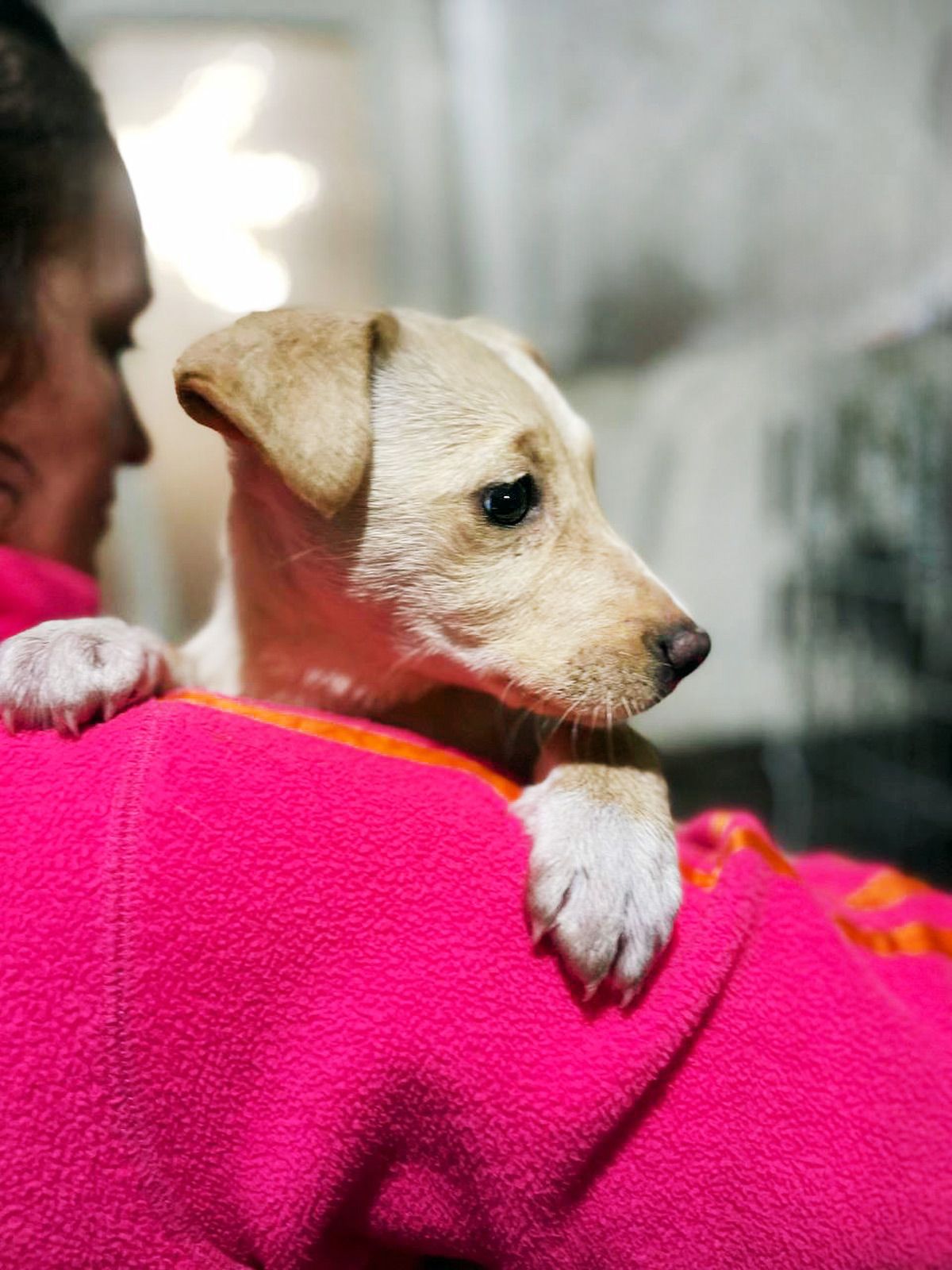 цуценя Іванка, 4 місяці, буде маленька