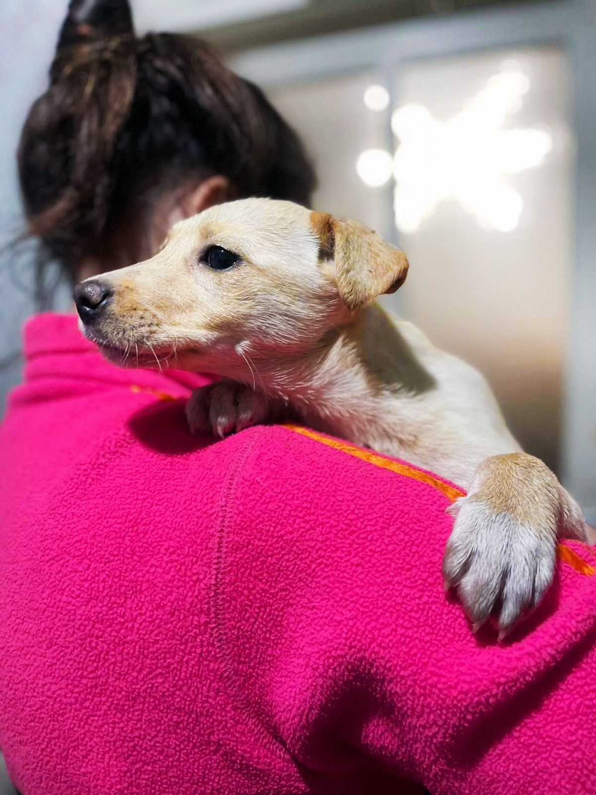 цуценя Іванка, 4 місяці, буде маленька