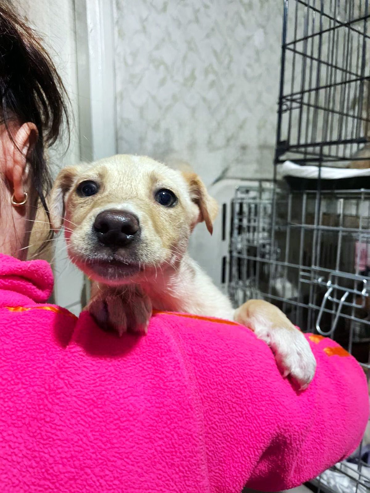 цуценя Іванка, 4 місяці, буде маленька