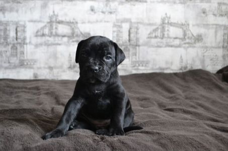 Щенки Кане корсо