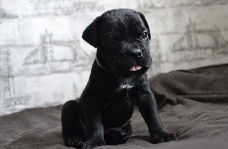 Щенки Кане корсо