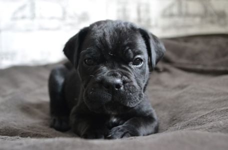 Щенки Кане корсо