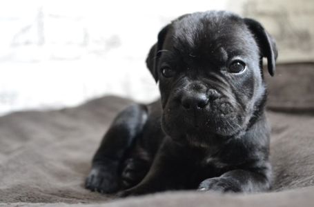 Щенки Кане корсо