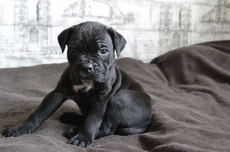 Щенки Кане корсо