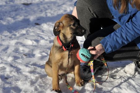 Цуценя Бейлі шукає родину
