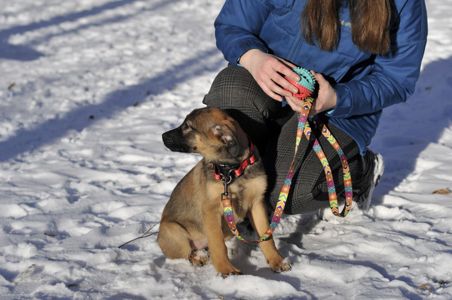 Цуценя Бейлі шукає родину