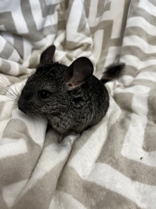 Гарнюній темний малюк