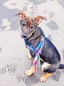 Спокійне цуценя Себастіан