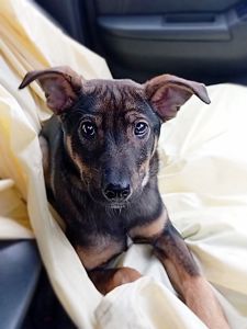 Спокійне цуценя Себастіан