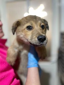 цуценя Інжир, метис коргі, 4 місяці