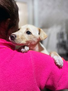 цуценя Іванка, 4 місяці, буде маленька