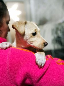 цуценя Іванка, 4 місяці, буде маленька