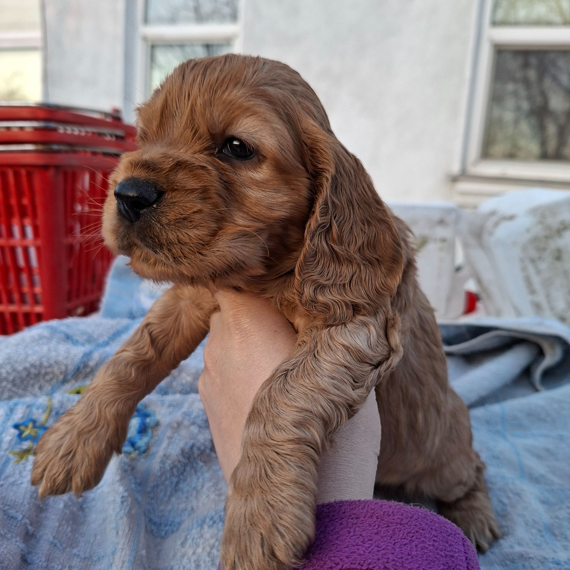 Діти англійського кокер спаніеля