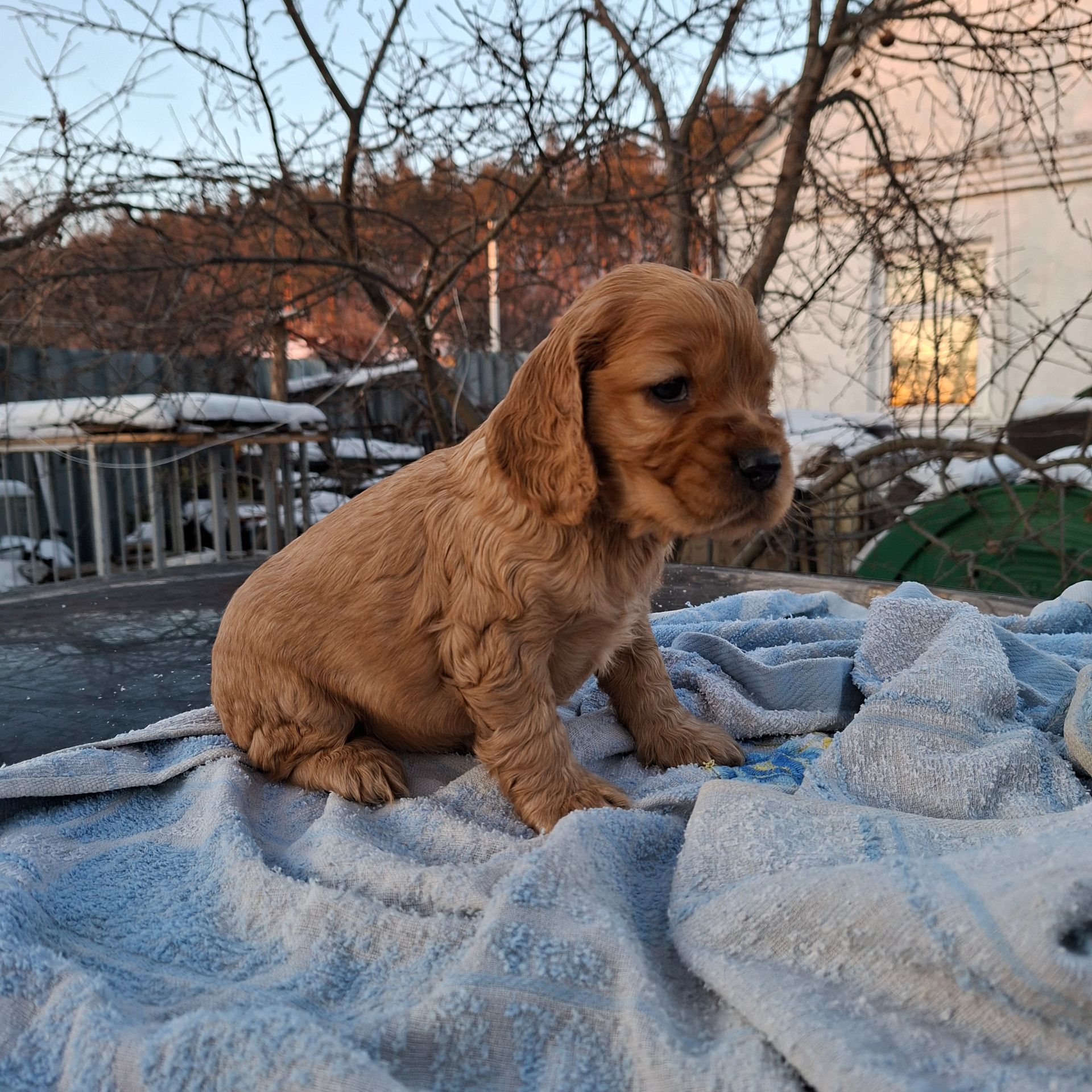 Діти англійського кокер спаніеля