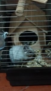 Білка Дегу (чилійська)