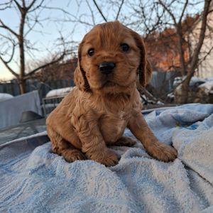 Діти англійського кокер спаніеля