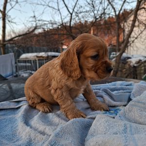 Діти англійського кокер спаніеля