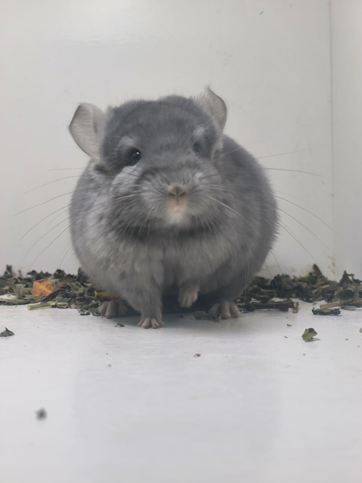 Віддам дорослу пару шиншилок