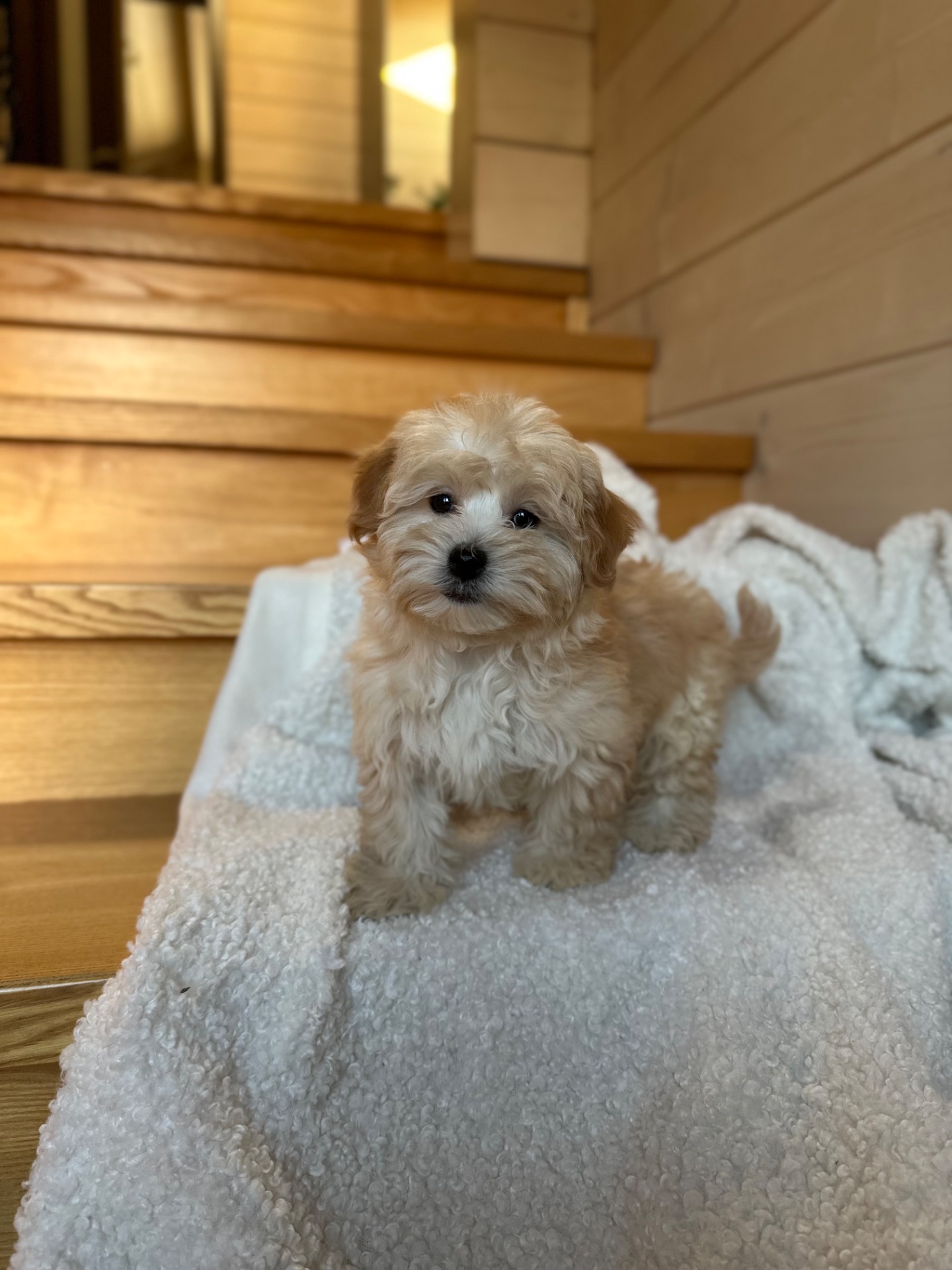 Мальчик мальтипу ф1 мини 2,5 месяца Светлого кремового окраса