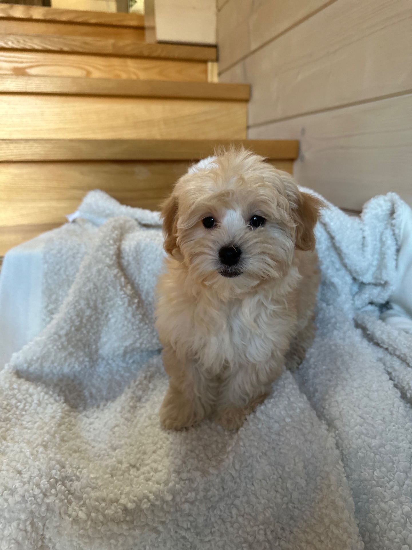 Мальчик мальтипу ф1 мини 2,5 месяца Светлого кремового окраса