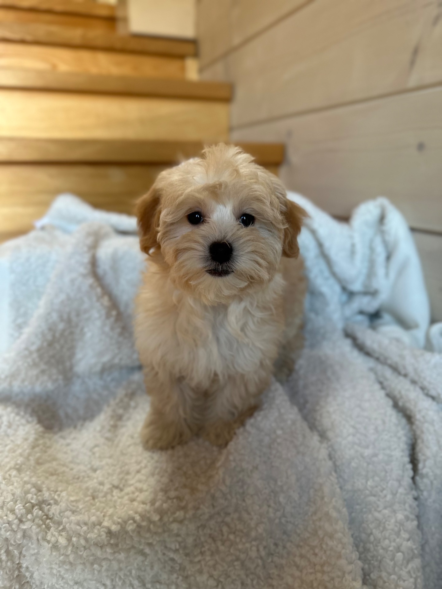 Мальчик мальтипу ф1 мини 2,5 месяца Светлого кремового окраса