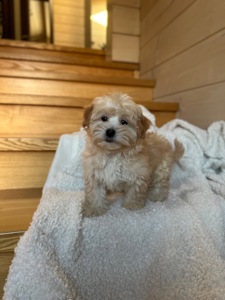 Мальчик мальтипу ф1 мини 2,5 месяца Светлого кремового окраса